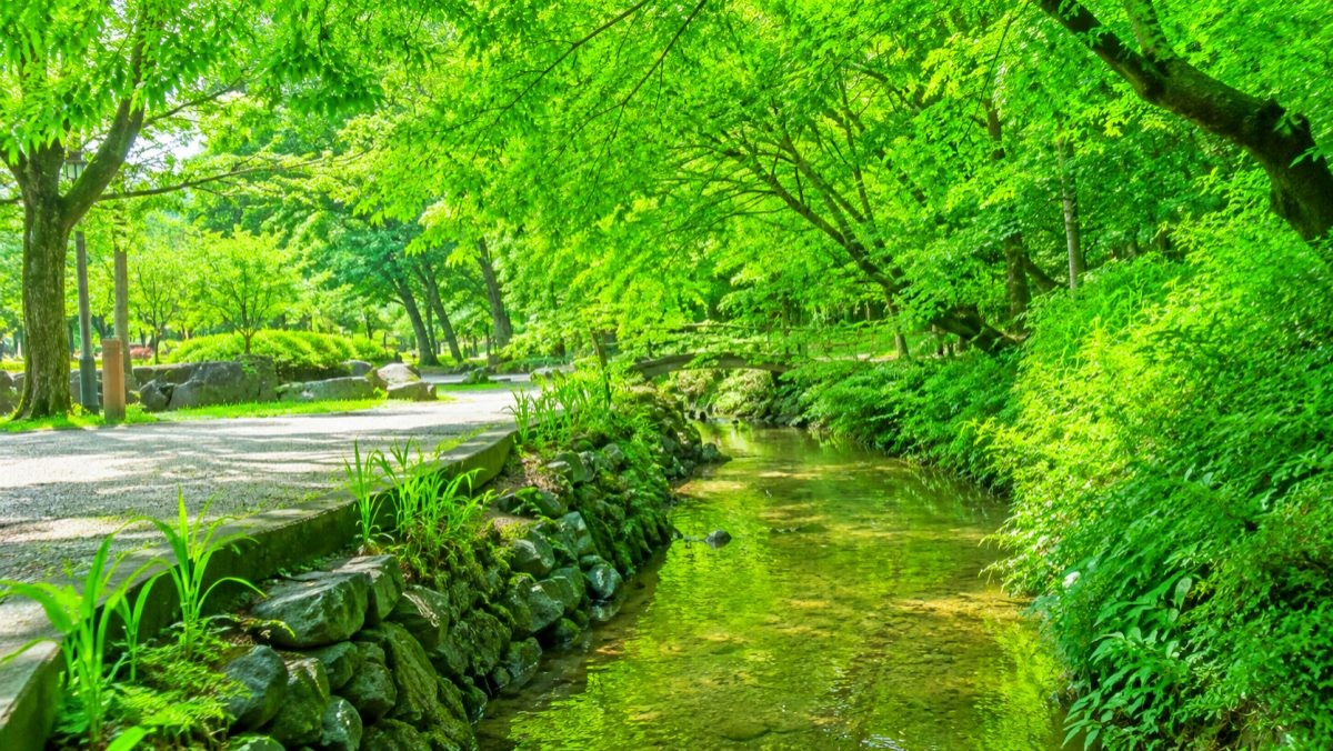 함양 상림공원. / 함양군 공식 블로그, AI