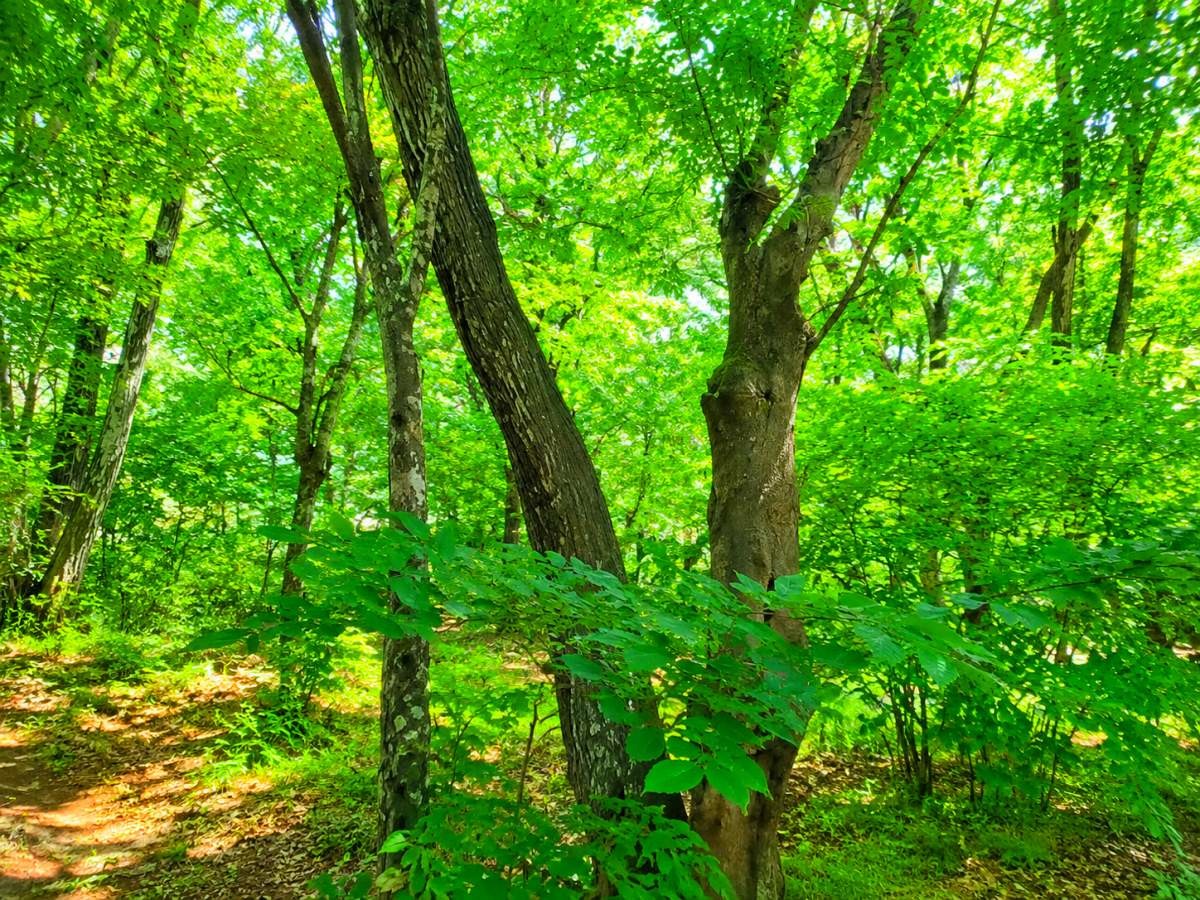 함양 상림공원 연리목. / 함양군 공식 블로그, AI