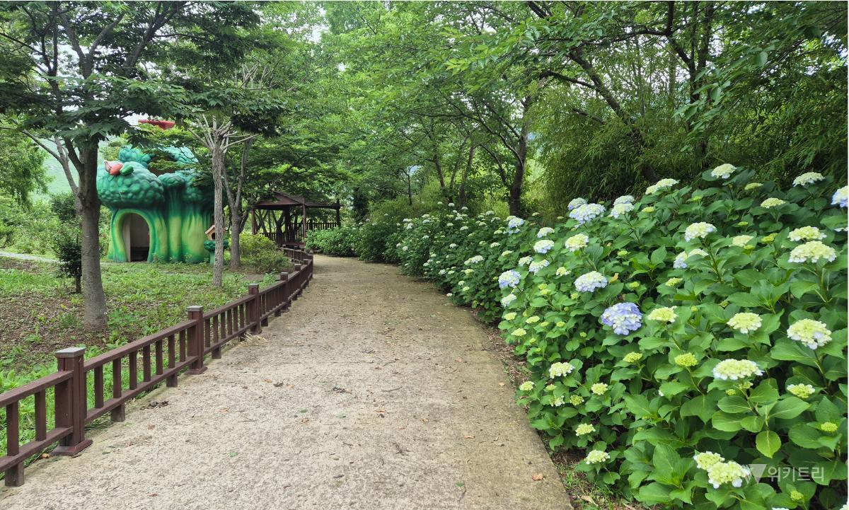 “초여름의 유혹” 함평자연생태공원 수국 활짝