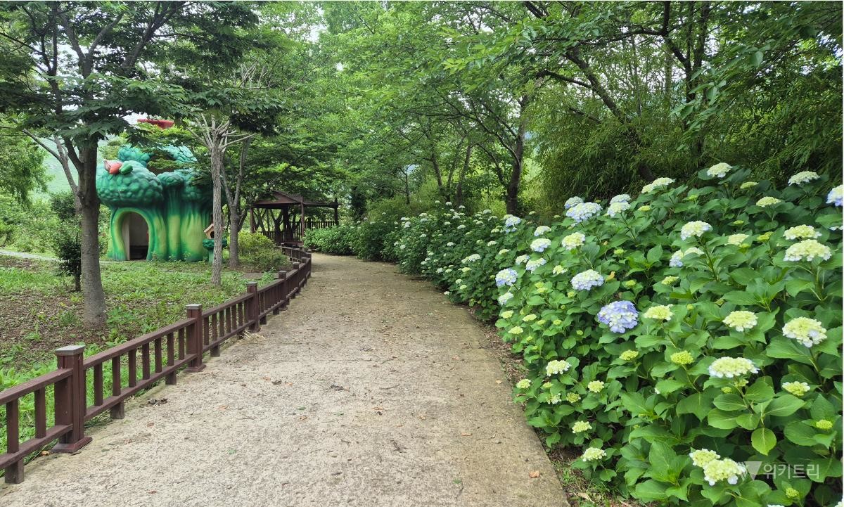 함평자연생태공원에 여름철 대표 꽃인 수국이 개화했다. / 함평군