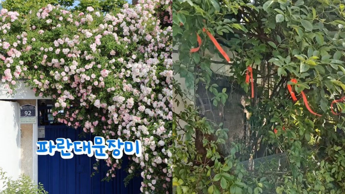 사진 명소였던 수원 장미 담장 훼손... 장미 가져간 사람의 해명이 더 황당
