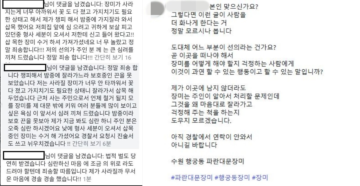 자신이 장미를 가져간 사람이라고 밝힌 누리꾼의 사과 댓글과 이에 대한 ‘파란대문장미’ 계정 운영자의 게시글 / 인스타그램 캡처