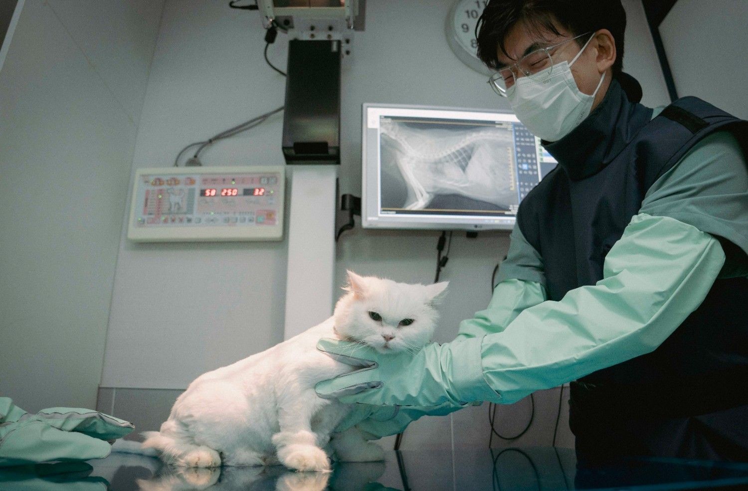 동물병원에서 건강검진을 받고 있는 고양이. / 뉴스1