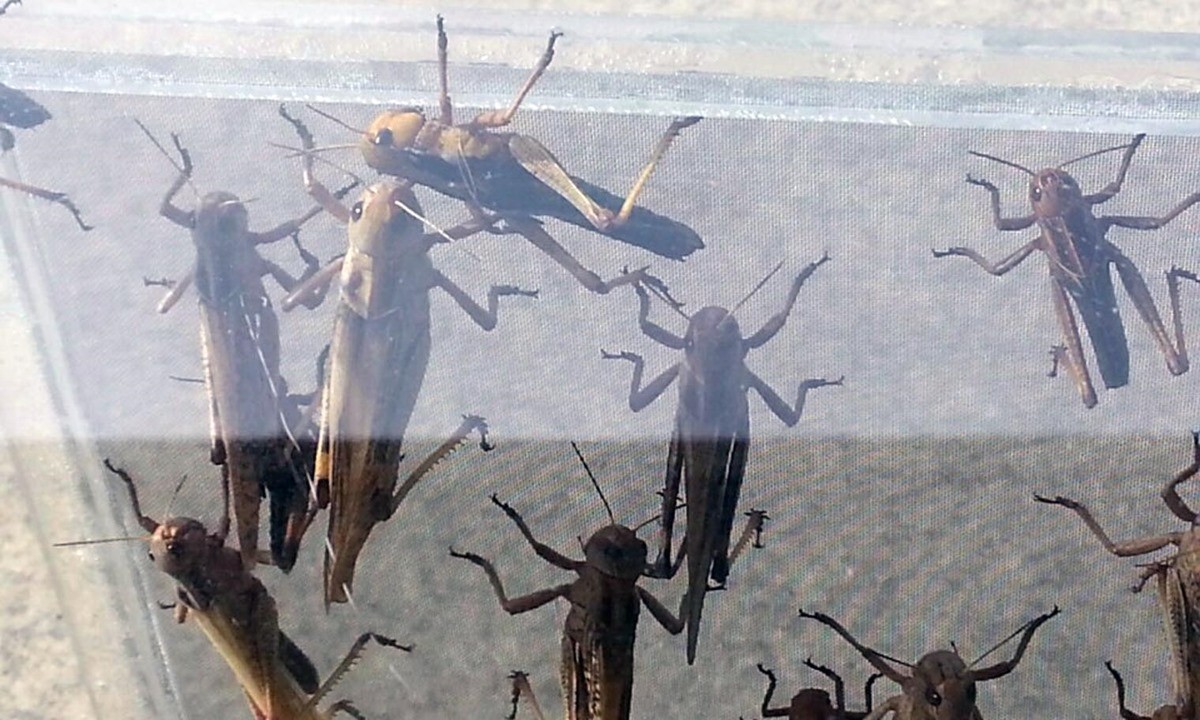 풀무치 모습. 기사 이해를 돕기 위한 자료 사진. 기사 내용과 직접적인 관련은 없음.     풀무치는 이른바 '논밭 불청객'으로 불린다. 풀무치는 보통 풀밭이나 산기슭에서 녹색이나 갈색의 몸 색깔로 서식하지만 발생 밀도가 높아지면 검은색과 갈색 등이 섞인 군집형으로 바뀌어 간척지나 하천 주변 농작물을 갉아먹는 특징이 있다.     풀무치와 메뚜기는 완전히 같은 곤충이 아니다. 메뚜기는 여러 종류의 곤충을 넓게 부르는 이름이고 풀무치는 그 가운데 하나에 해당하는 특정한 곤충이다. 따라서 풀무치는 넓은 의미에서는 메뚜기류에 포함되지만 일반적으로 말하는 여러 메뚜기와는 구별되는 별개의 종으로 볼 수 있다.        / 연합뉴스