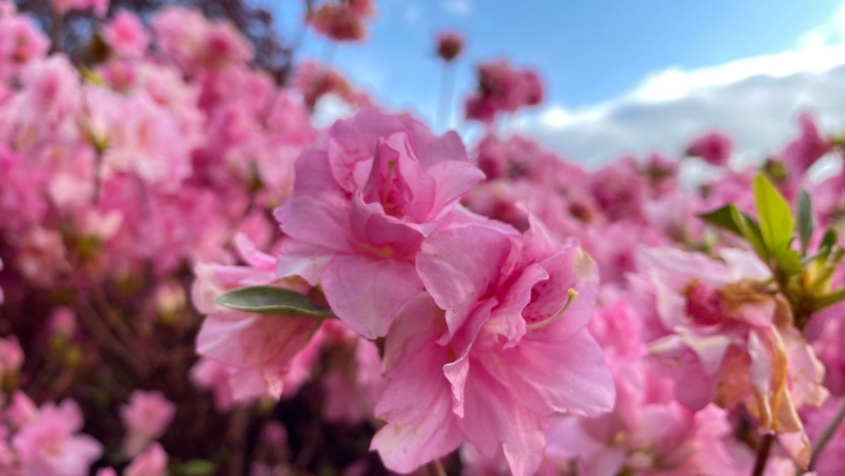 협죽도. / Heavenlyflower-shutterstock.com