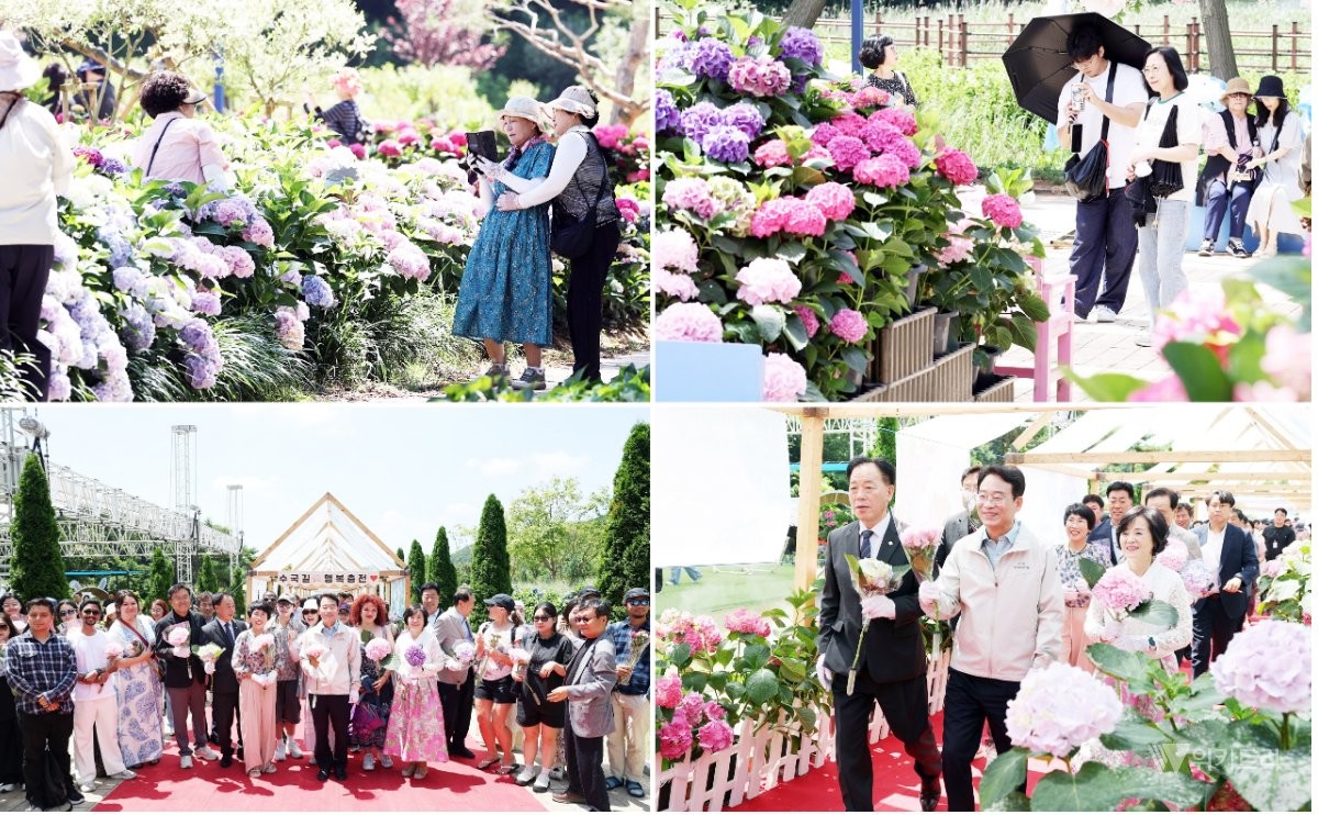 강진군에 따르면 지난 26일부터 28일까지 강진읍 V랜드 일원에서 펼쳐진 이번 수국길축제에는 총 5만 4,338명의 방문객이 다녀간 것으로 최종 집계됐다.  / 강진군