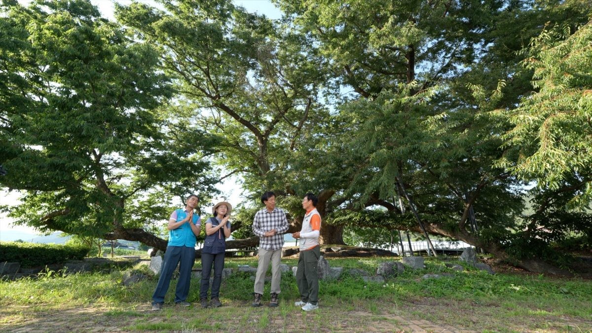EBS1 '한국기행' 미리보기 페이지에서 제공하는 '나무 찾아 삼만리' 편 자료 사진. / EBS1 제공