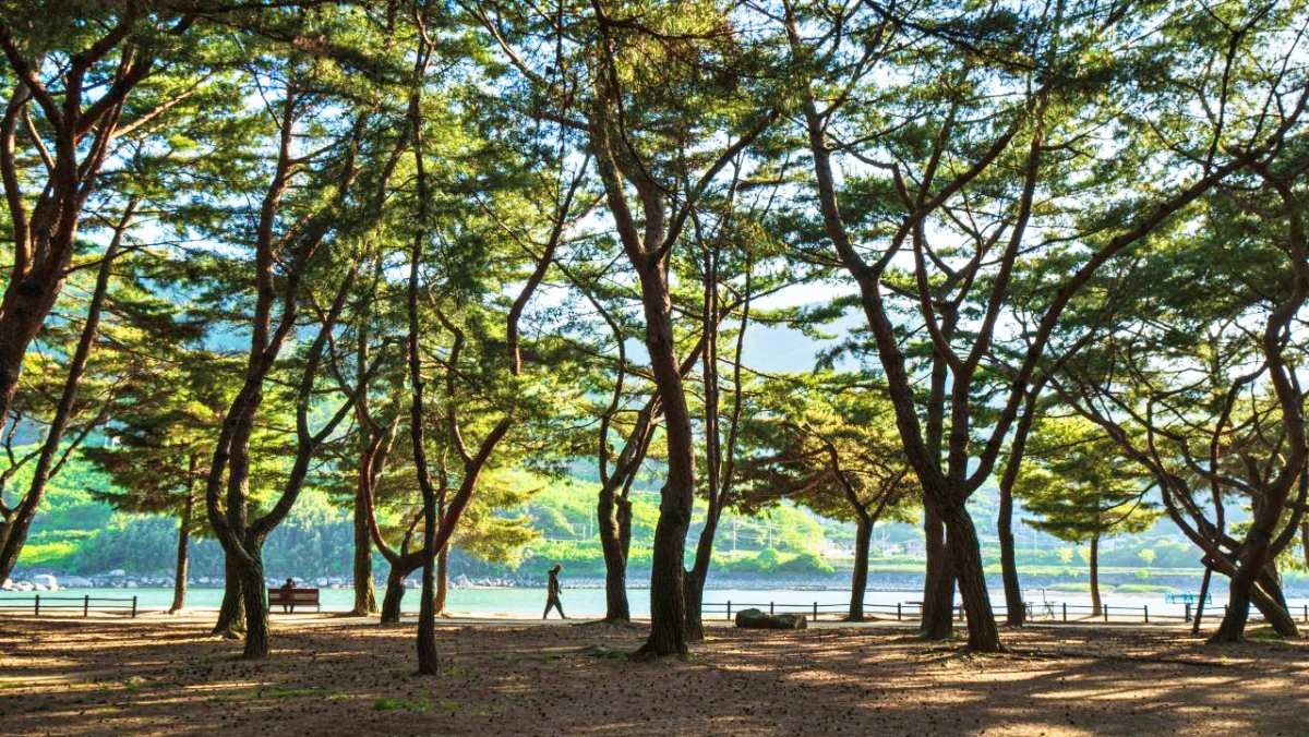 하동 송림공원 / 한국관광공사(촬영 : 김지호)