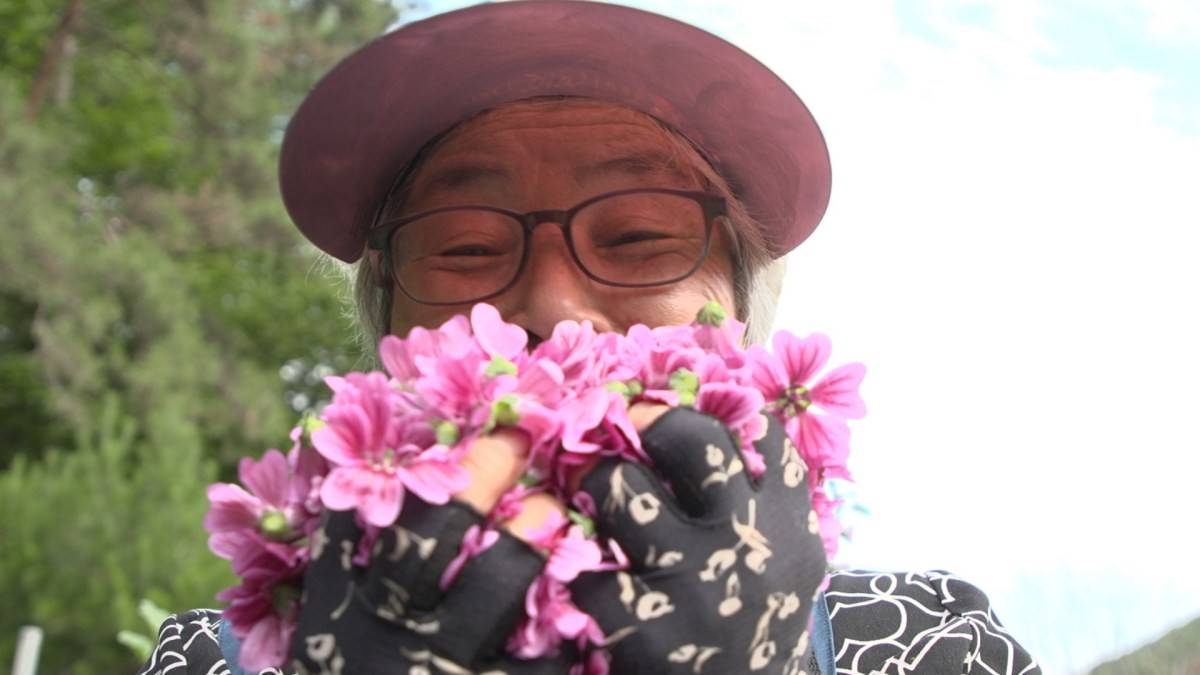 EBS1 '한국기행' 미리보기 페이지에서 제공하는 '꽃차, 너는 내 운명' 편 자료 사진. / EBS1 제공