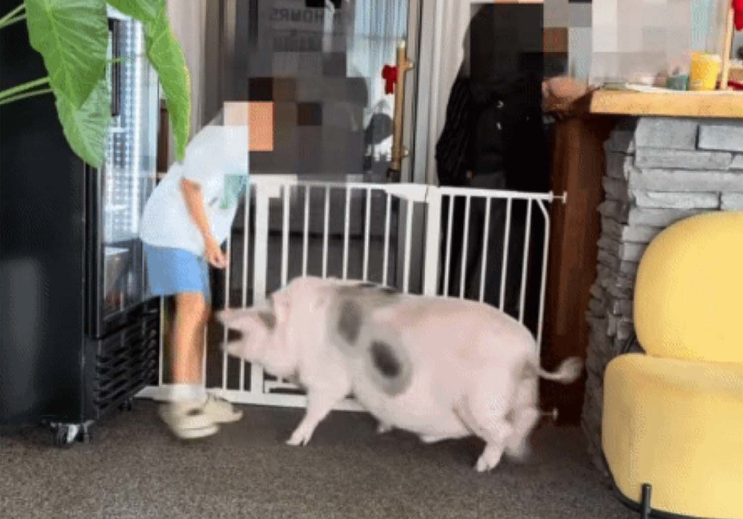 돼지가 갑자기 어린이에게 달라들더니... 송도 펫카페에서 벌어진 일