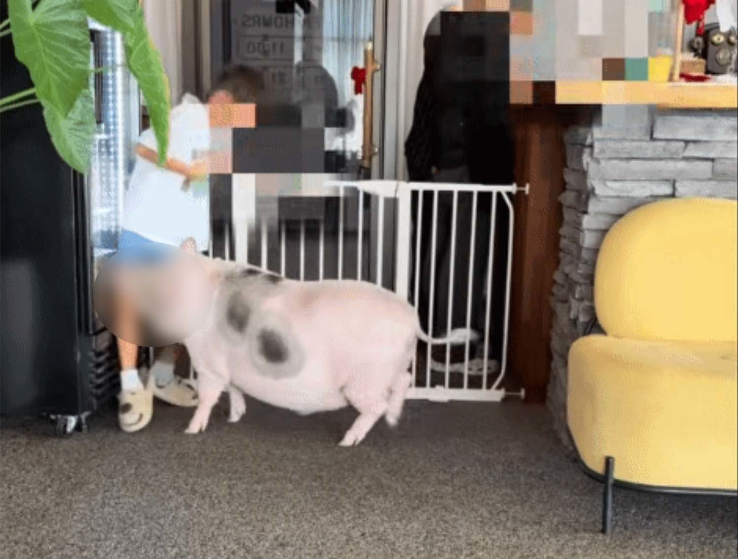 인천 송동의 한 펫카페에서 돼지가 아이를 무는 사고가 발생했다. 피해 아동의 어머니 A씨가 SNS에 올린 영상을 캡처한 것이다.