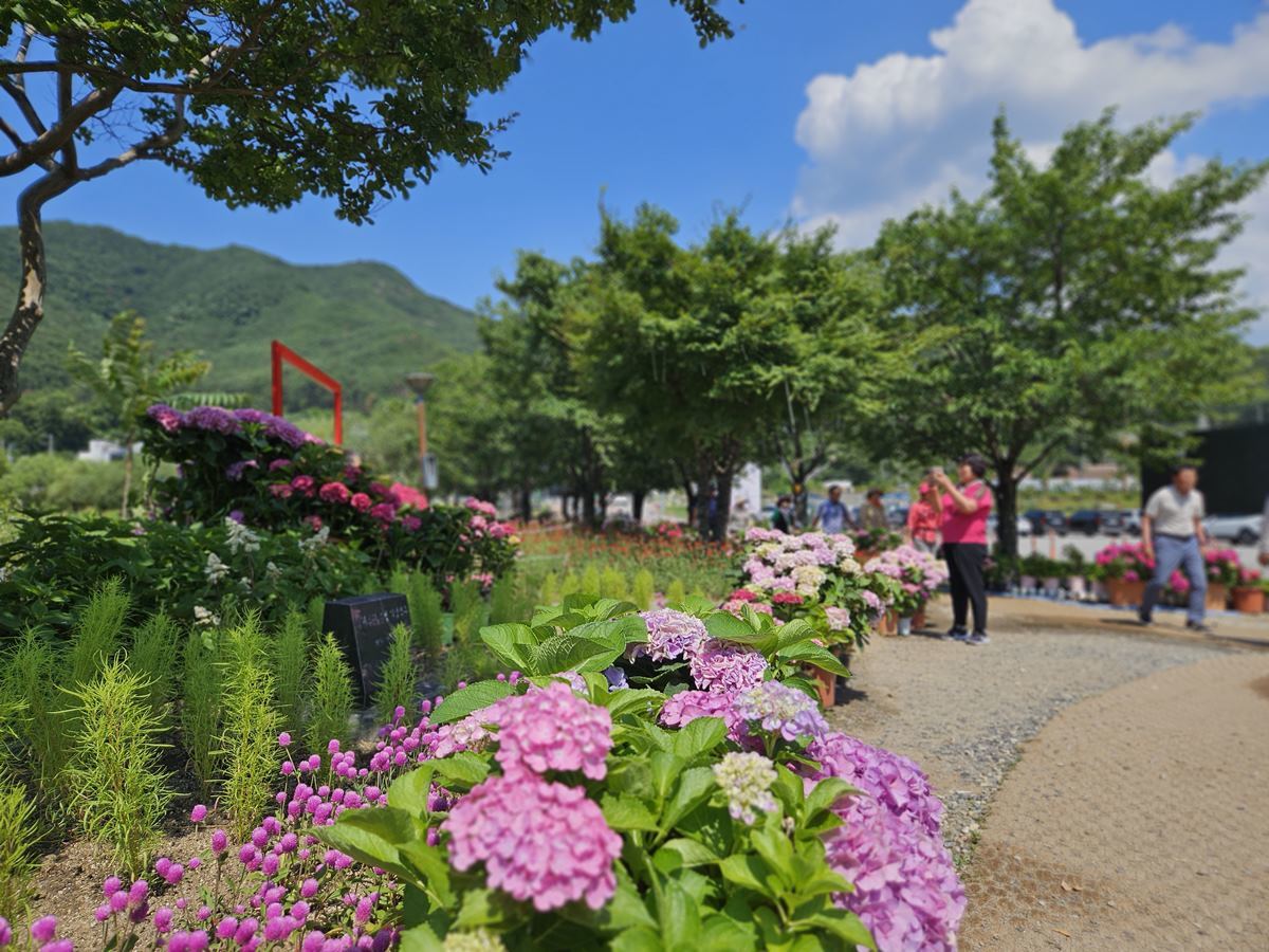 [포토뉴스]달성군 송해공원, 여름 꽃으로 화려한 변신