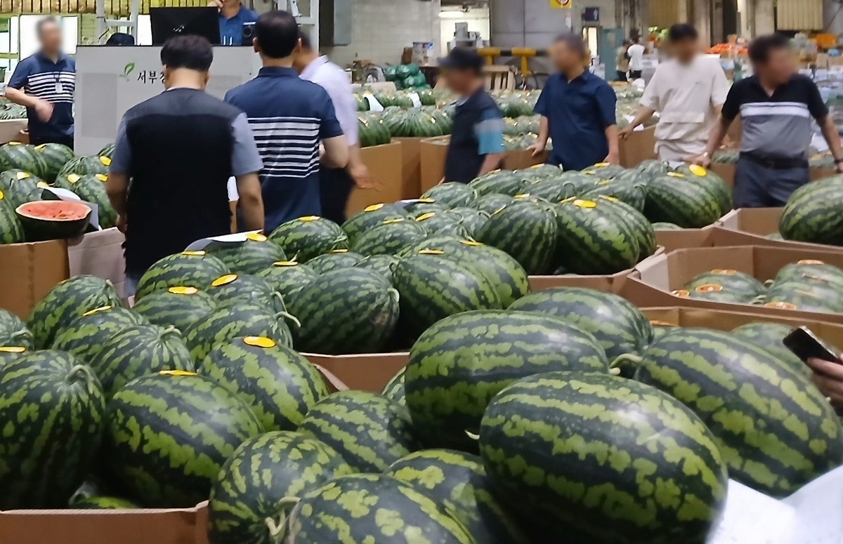강원도 양구군 농특산물인 양구 수박이 여름철을 맞아 3일 수도권 도매시장에 처음 출하됐다는 소식이 전해졌다. / 양구군 제공