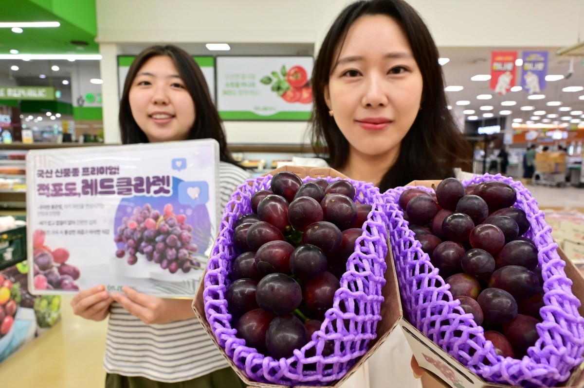 서울 서초구 하나로마트 양재점에서 모델들이 레드클라렛 포도를 소개하고 있다. 국산 신품종 포도 레드클라렛(Red Claret)은 베니바라드와 샤인머스켓을 교배해 육성한 프리미엄 적색 포도로, 씨가 없고 껍질이 얇아 껍질째 먹을 수 있으며 아삭한 식감과 은은한 머스켓 향이 특징이다. / 농협유통 제공