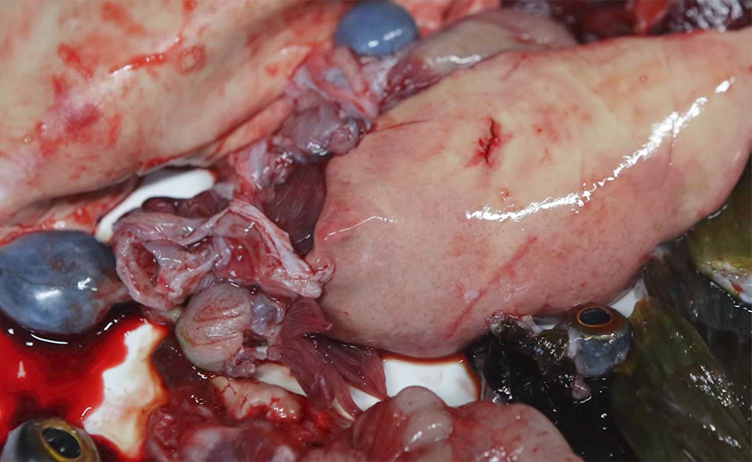 복어의 내장과 알에는 맹독이 있다. /     '입질의추억TV' 유튜브