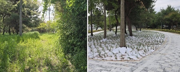 풀숲 정비 전/후 / 고창군