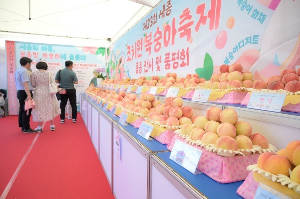 조치원복숭아축제, 25일 개막…118년 복숭아 역사 담은 여름축제