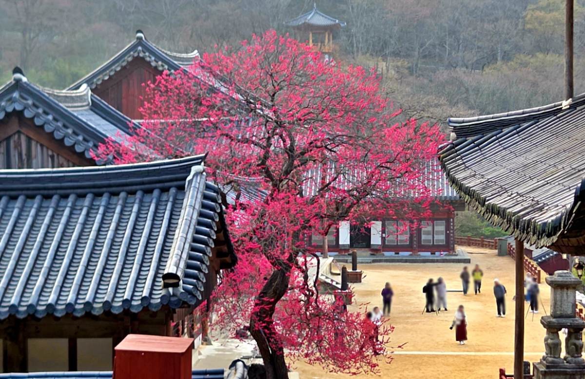 화엄사 홍매화. / 전라남도 구례군-공공누리
