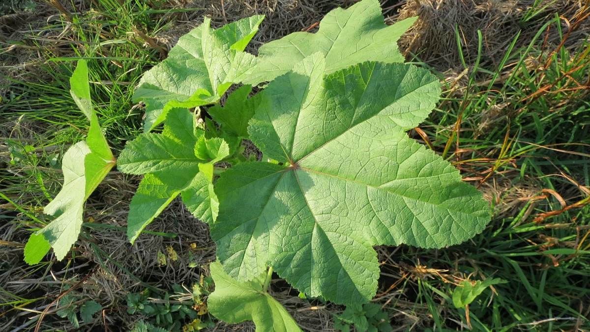 아욱 자료사진. / 픽사베이