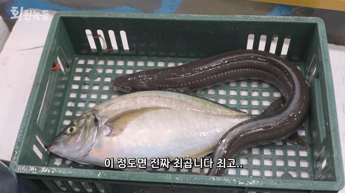 살아있는 '붕장어'(왼)와 흑점줄전갱이(오). / 유튜브 '회친놈들'