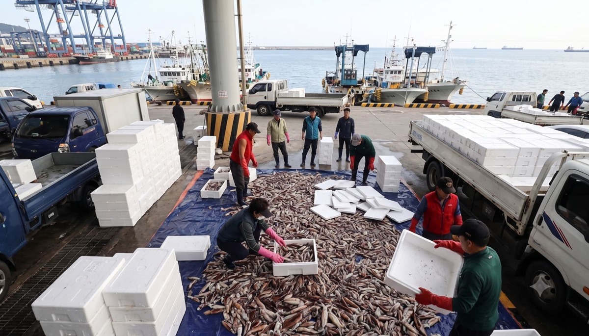 20일 동안 무려 144톤·24억 원치…7월 태안 앞바다서 풍년인 '국민 수산물' 