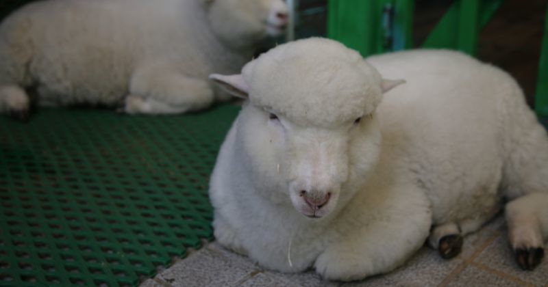 서울 양카페에서 휴식을 취하고 있는 두 마리 양 / 셔터스톡