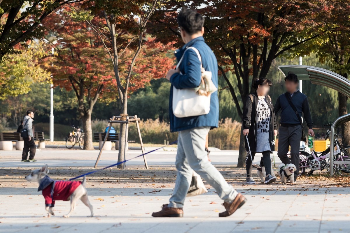 시민이 반려견과 산책을 하고 있다. / 뉴스1