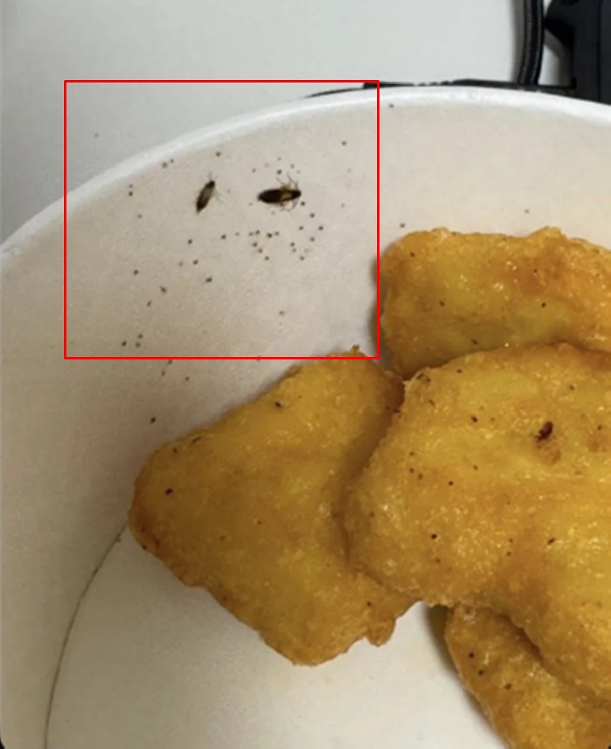 바퀴벌레와 배설물로 추정되는 이물질. / 스레드