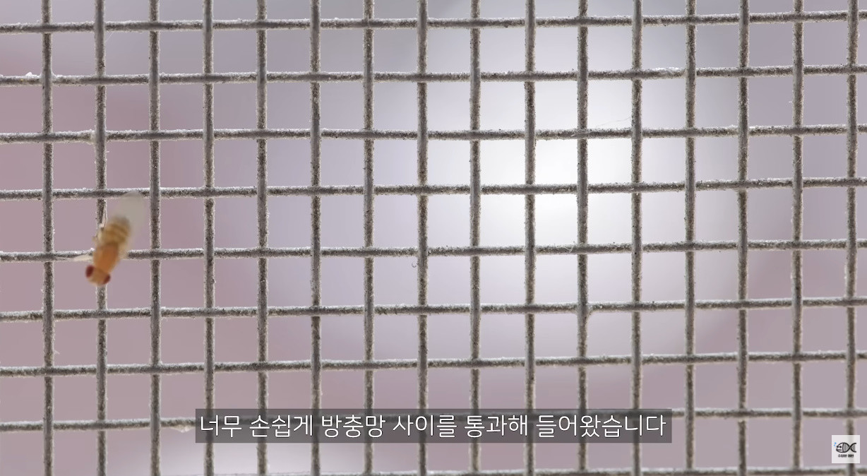방충망 구멍 사이로 들어온 초파리 / 유튜브 '수상한생선 Life Science'