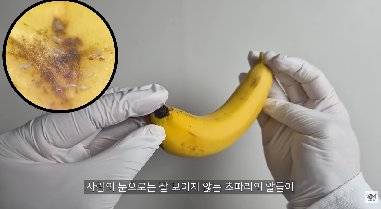 바나나 껍질에 붙어있는 초파리 알들 / 유튜브 '수상한생선 Life Science'