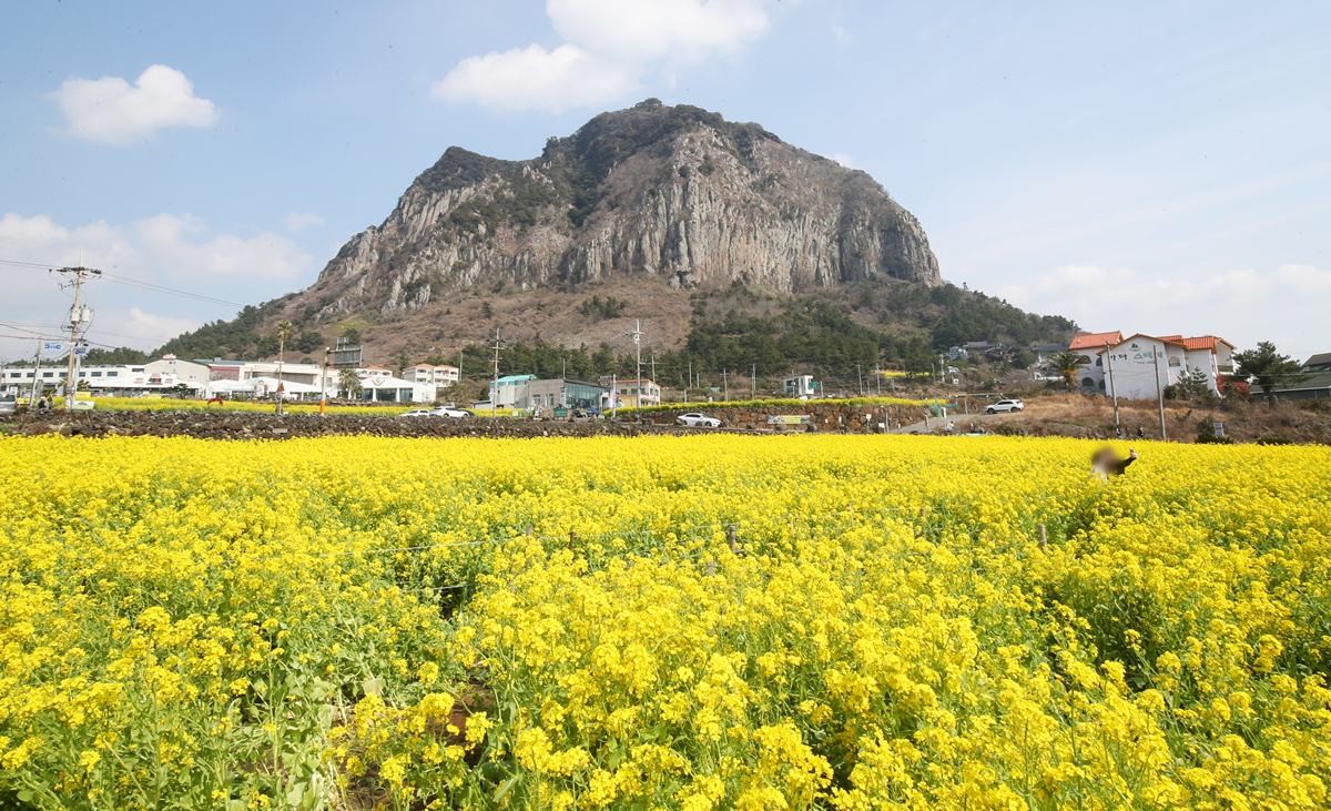제주 산방산 모습. 기사 이해를 돕기 위한 자료 사진. 국가유산인 산방산은 국가지정문화재 명승 77호로 훼손 방지 등을 위해 오는 2031년 12월 31일까지 공개 제한 구역으로 지정됐다. 이에 따라 일반 방문객은 매표소에서부터 산 중턱에 있는 산방굴사까지 정해진 곳에서만 관람할 수 있다. 이외 지역은 출입이 금지돼 있다. / 뉴스1