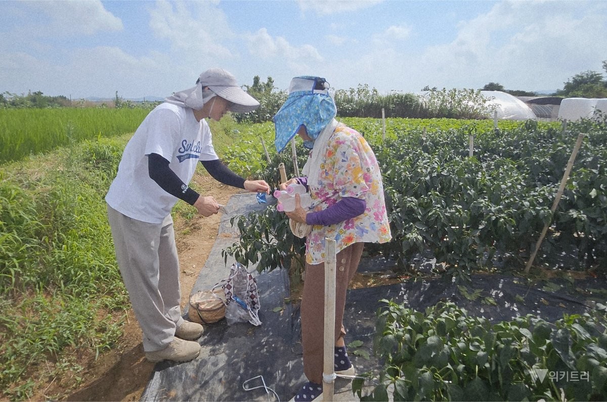 전남광주통합특별시 함평군농업기술센터는 최근 지구 온난화의 여파로 빈번하게 발생하고 있는 극단적인 이상기후로부터 지역 농업인들을 보호하기 위해 ‘여름철 농업재해 예방 현장 기술지원단’을 본격 가동했다. / 함평군