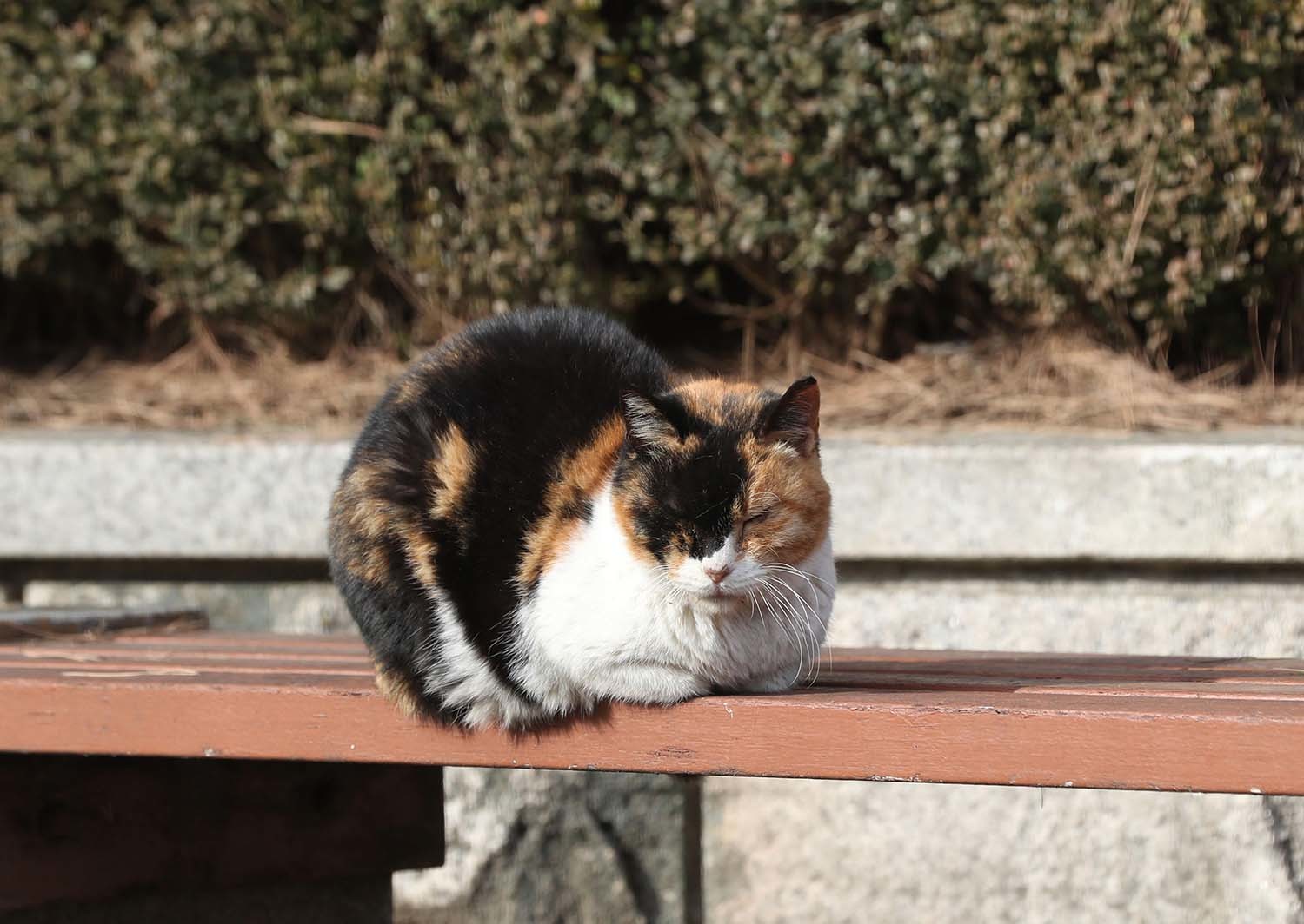 길고양이 / 뉴스1 자료사진