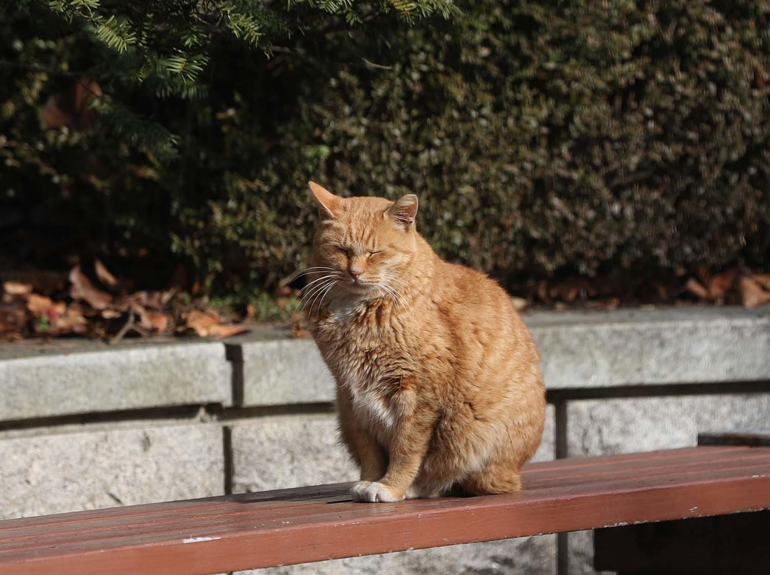 길고양이 / 뉴스1 자료사진