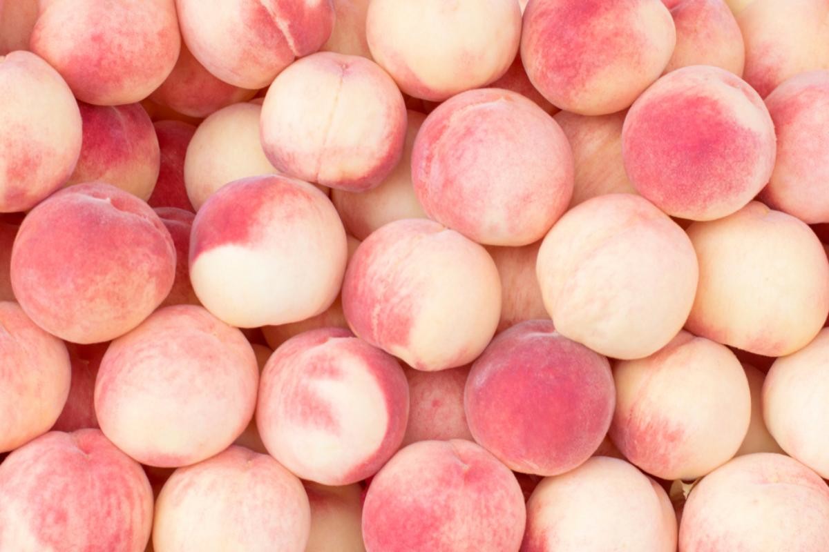 복숭아 자료사진. / fetrinka-shutterstock.com