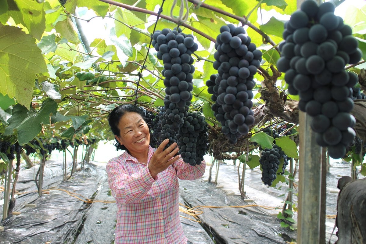 포도의 고장 충북 영동군에서 포도 수확이 한창이다. 기사 이해를 돕기 위한 자료 사진. 충북 영동군은 지역 경제 활성화를 위해 자체 예산으로 국민 1인당 30만 원씩 2차 민생안전지원금을 지급한다고 지난 4일 밝혔다. 민생안전지원금 지급 대상은 7월 1일 기준 충북 영동에 주민등록을 두고 계속 거주하는 군민이다. 2차 민생안전지원금은 8월 17일부터 10월 2일까지 주소지 행정복지센터를 방문하거나 온라인을 통해 신청할 수 있고 지원금은 지역상품권으로 지급된다. 지급은 9월 1일부터 순차적으로 이뤄지며 사용 기한은 연말까지라고 충북 영동군은 설명했다. / 영동군 제공-뉴스1
