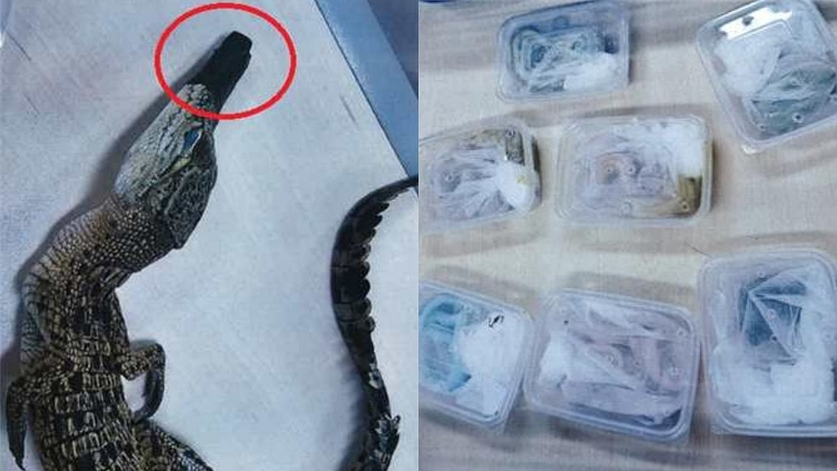 고시원에 뱀·아파트에 코브라?… 멸종위기종 등 야생동물 200마리 들여온 조직
