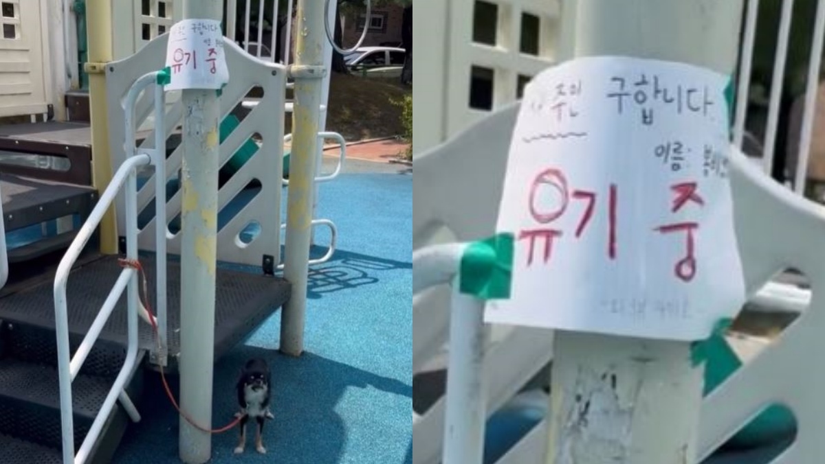 “이 날씨에 어떻게…” 36도 폭염 속 발견된 강아지, 메모엔 충격 내용