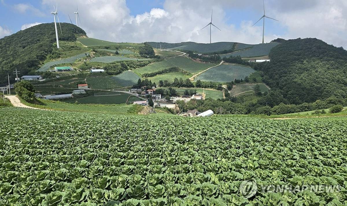 입추를 하루 앞둔 6일 국내 최대 고랭지 채소단지인 강원 강릉시 왕산면 대기리 일명 안반데기 일원이 배추가 무럭무럭 자라며 무더위를 잊게 하고 있다 / 연합뉴스