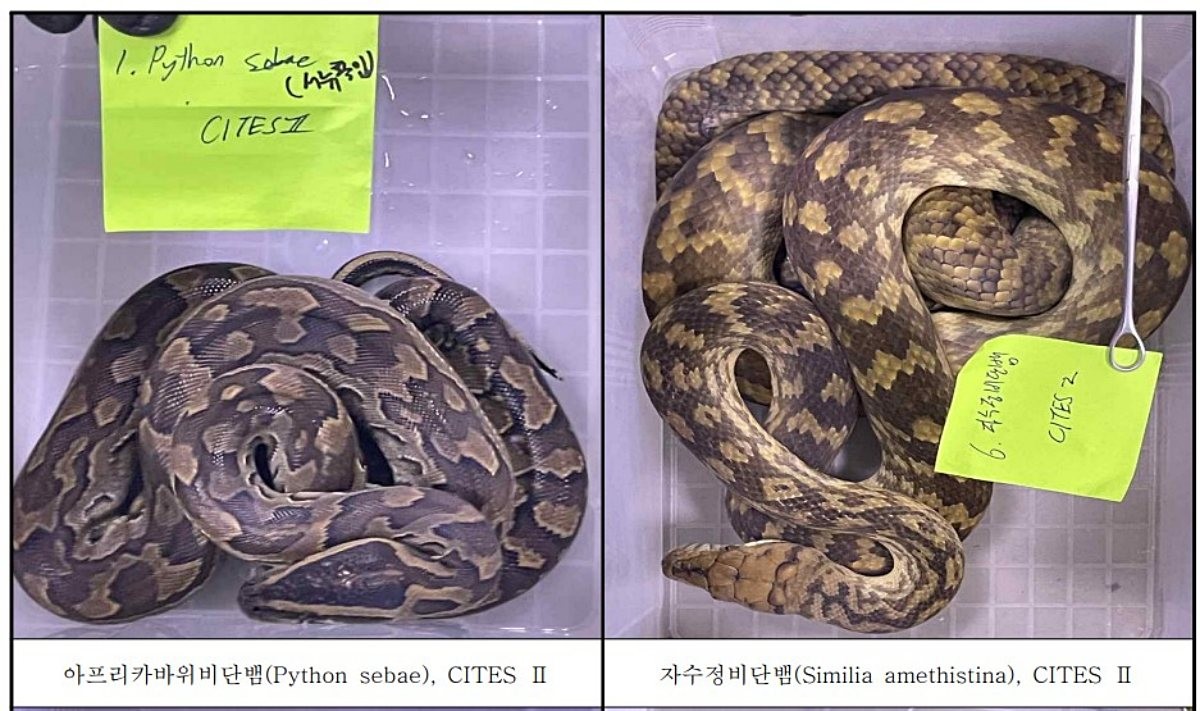 고시원에서 압수한 뱀. / 서울동부지검 제공