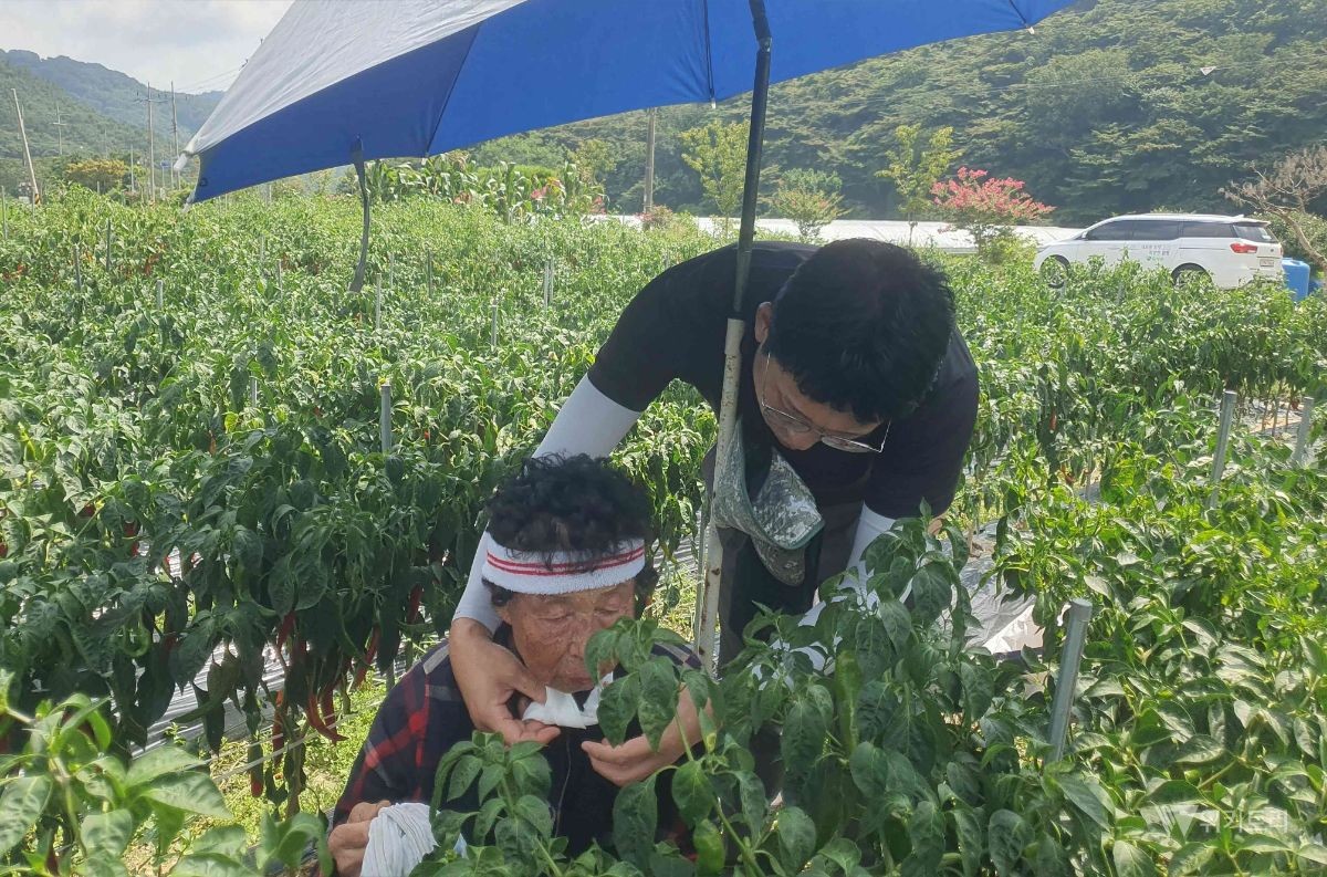 함평군은 농업기술센터를 중심으로 영농철 일제출장단 9개 조, 33명을 편성해 폭염 취약지역과 주요 농작업 현장을 순회하며 농작물 생육관리와 농업인 건강 보호를 위한 현장 대응에 나섰다. / 함평군