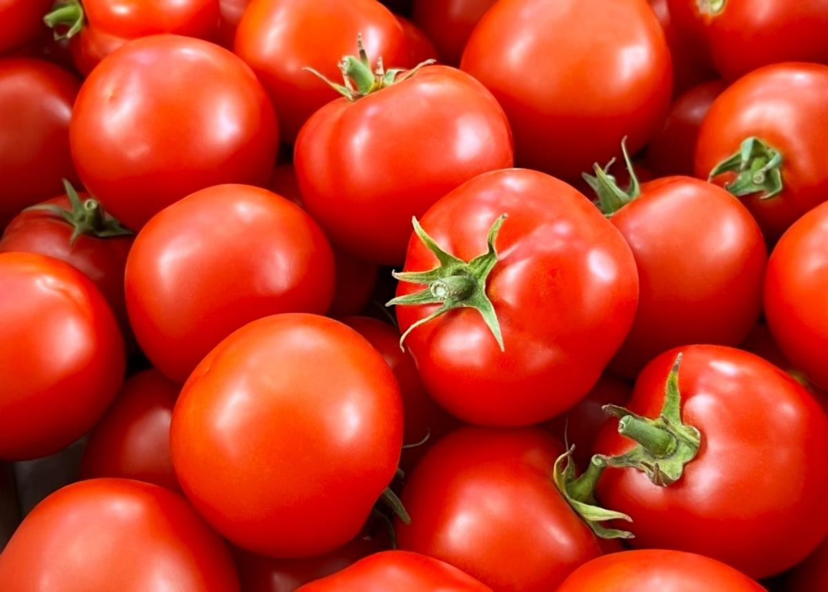 토마토 자료사진. / 1777177-shutterstock.com