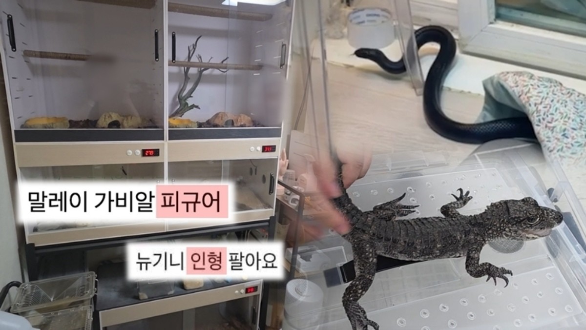 SBS ‘궁금한 이야기 Y’ 미리보기 페이지에서 제공하는 자료 사진. / SBS 제공