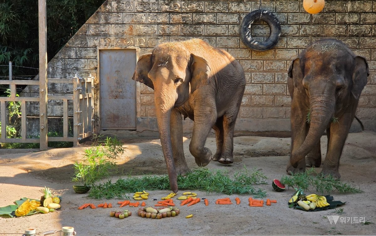 전남광주통합특별시 우치공원관리사무소는 지난 12일 ‘세계 코끼리의 날(World Elephant Day)’을 맞이하여, 동물원을 대표하는 마스코트이자 멸종위기종인 아시아코끼리 모녀에게 정성이 가득 담긴 풍성한 과일 특식을 제공하며 관람객들에게 동물 보호의 깊은 의미를 전달했다. / 전남광주통합특별시