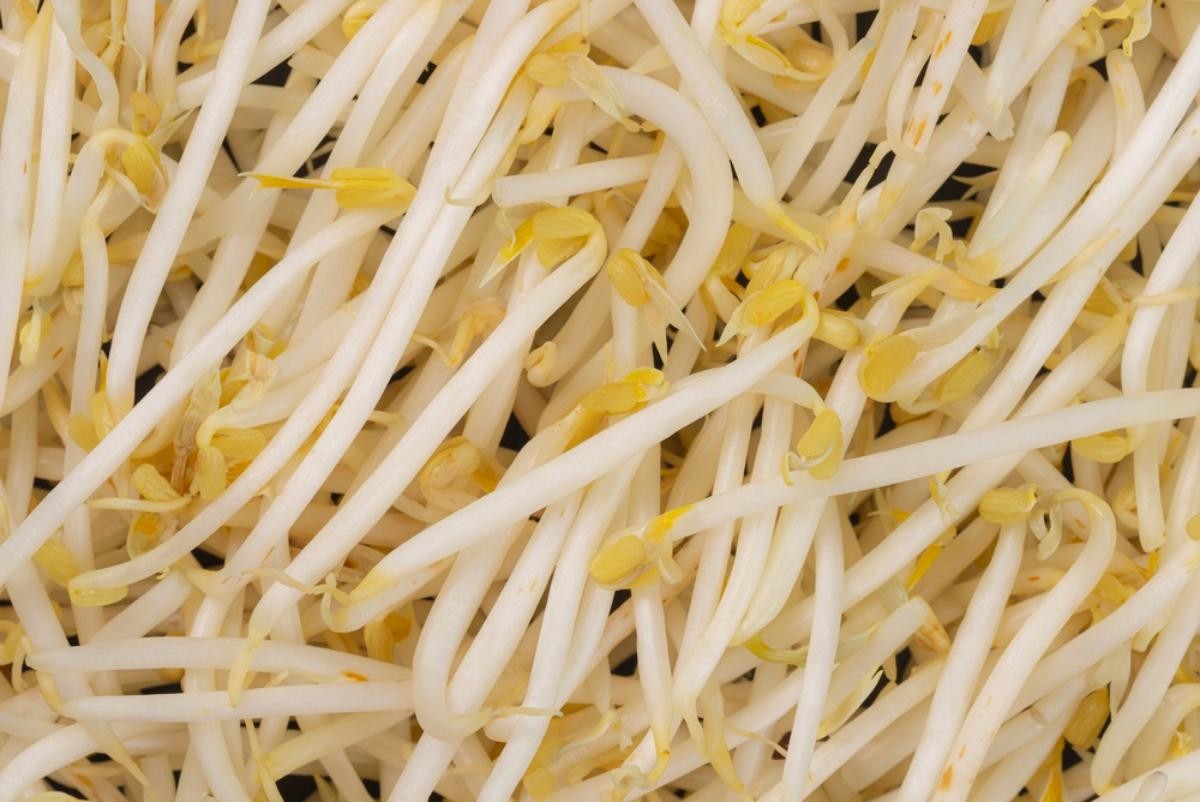 숙주나물 자료사진. / Vitawin-shutterstock.com