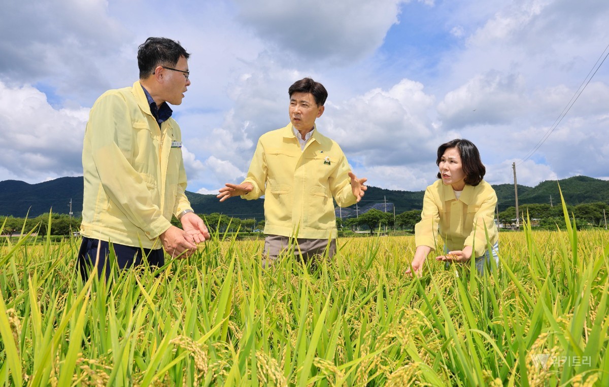 김철우 군수가 웅치면 일원의 가뭄 대응 현장을 방문해 벼 생육 상황을 점검하고 있다. / 보성군