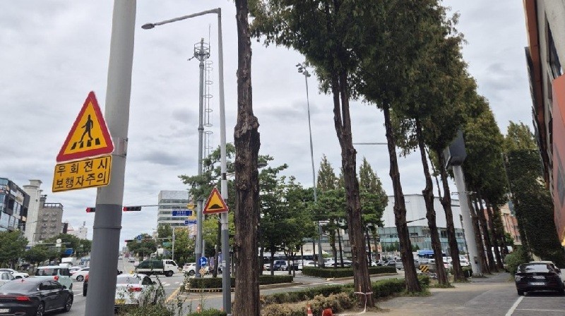 가로수 부정아 전지 작업을 완료한 구간 모습/사진=대전 동구