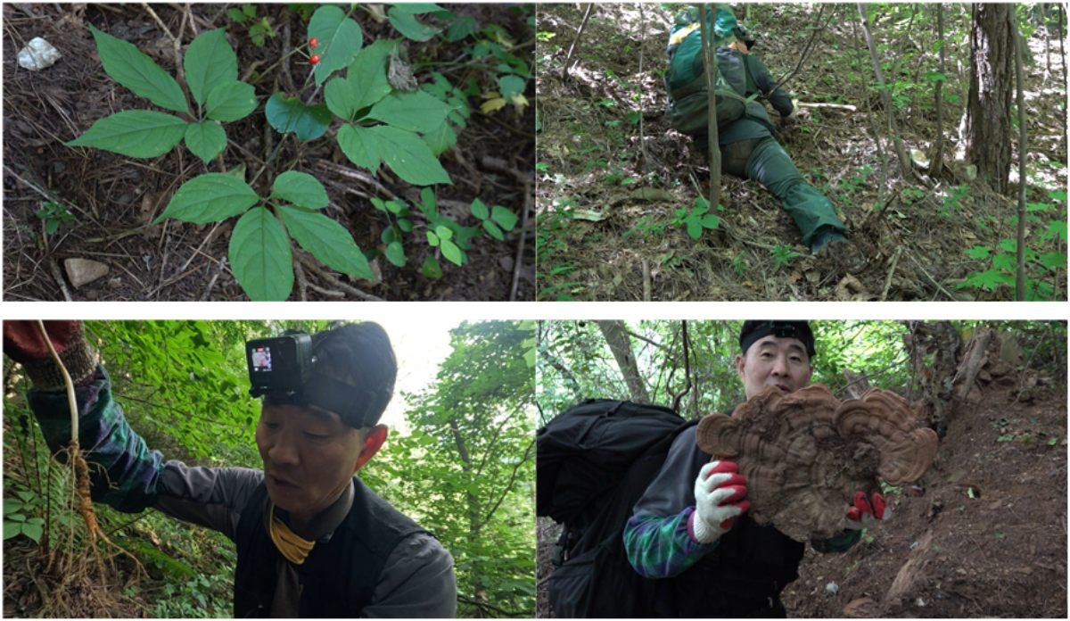 EBS1 ‘극한직업’…깊은 산속 산삼 찾기부터 포장이사까지