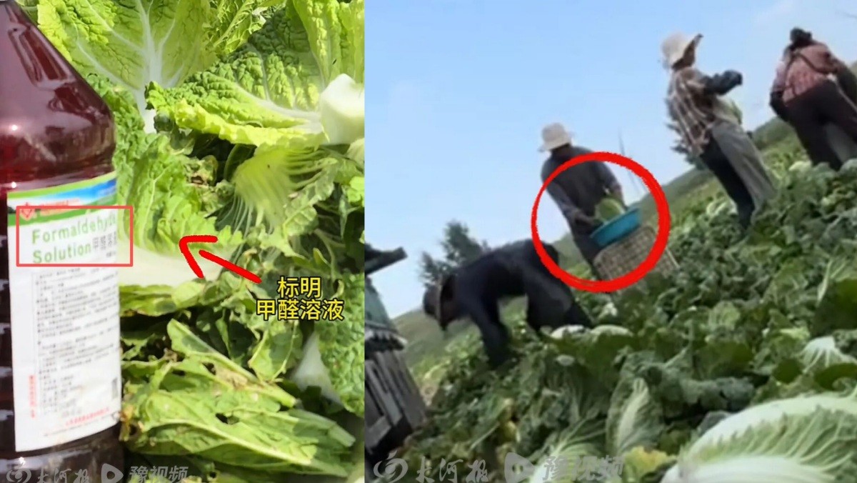 (왼쪽부터) 중국 허베이성 장자커우시 캉바오현 현장에 놓인 포름알데히드 용액 용기와 작업자들이 해당 용액으로 배추를 처리하는 모습. / 중국 중앙인민방송망 캡처