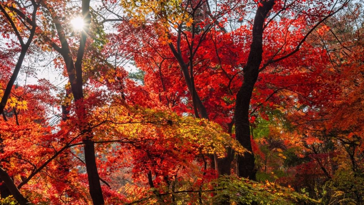가을 단풍나무 자료사진. / Noppasin Wongchum-shutterstock.com